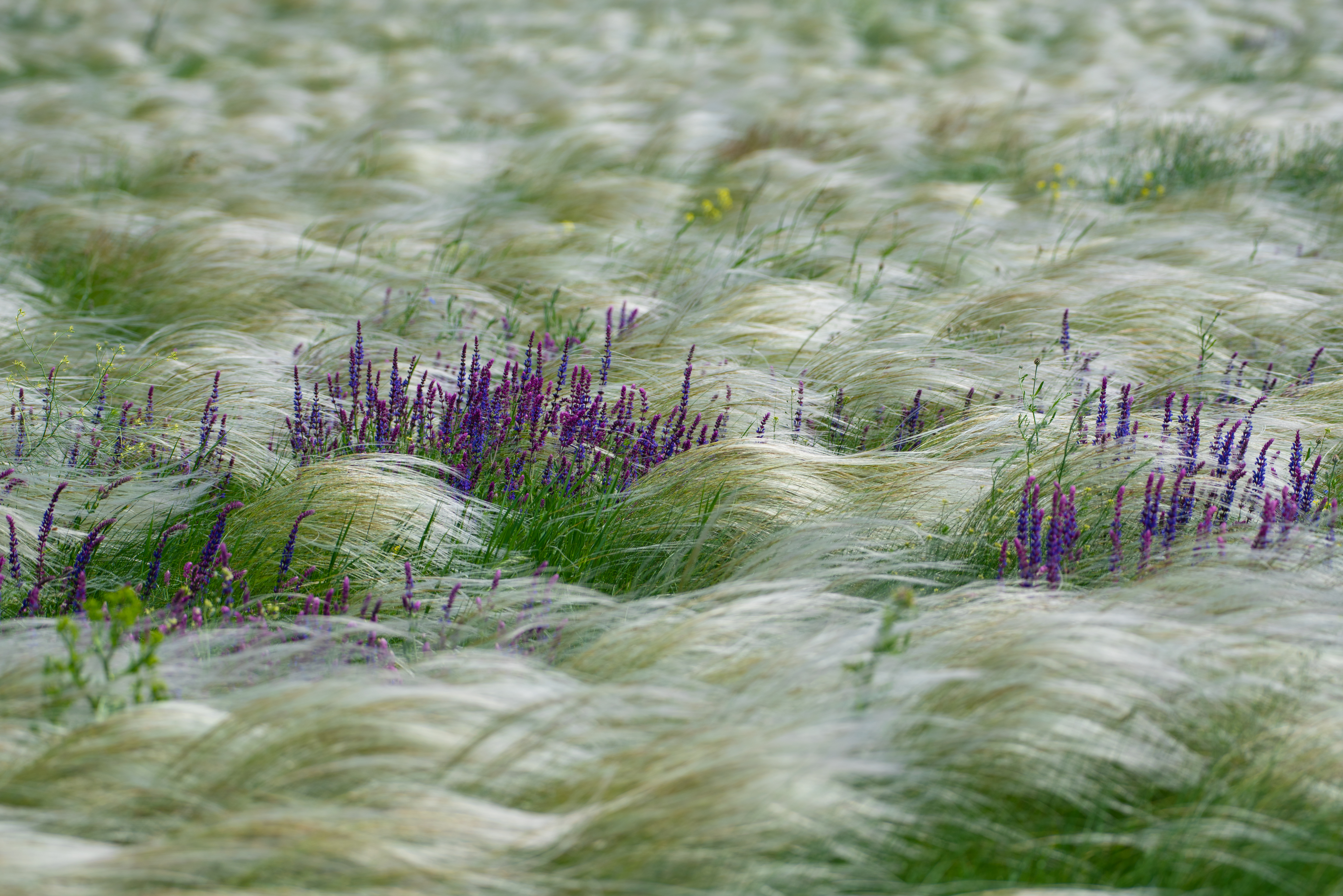 Шалфей дубравный (Salvia nemorosa Caradonna)