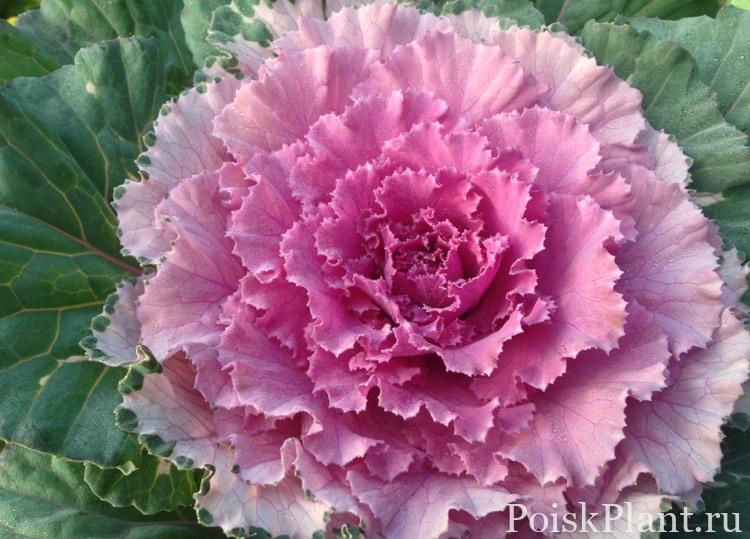Капуста декоративная Osaka Pink