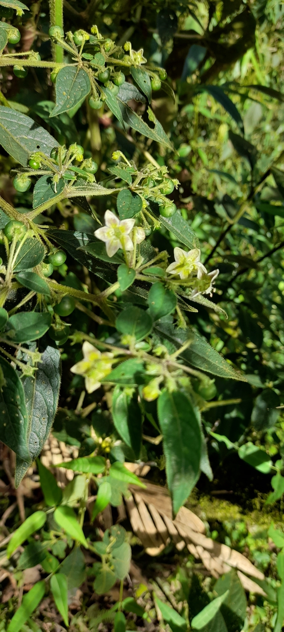 international backfill (iNaturalist): Capsicum