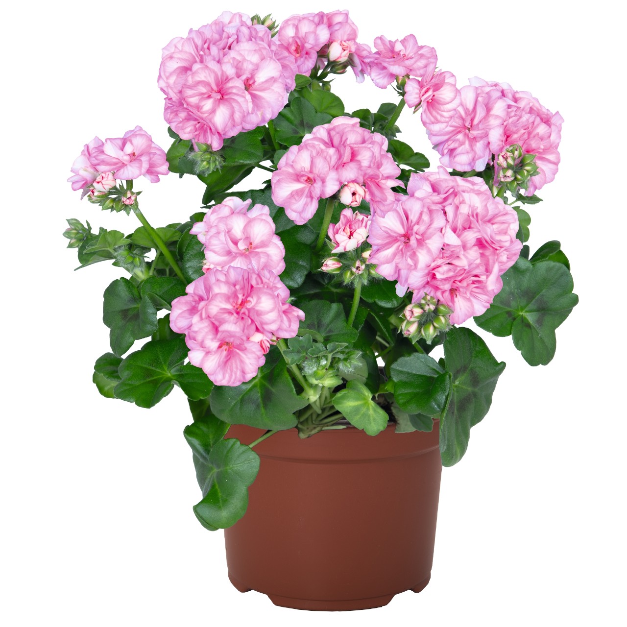 Пеларгония Atlantic Pink Bicolor