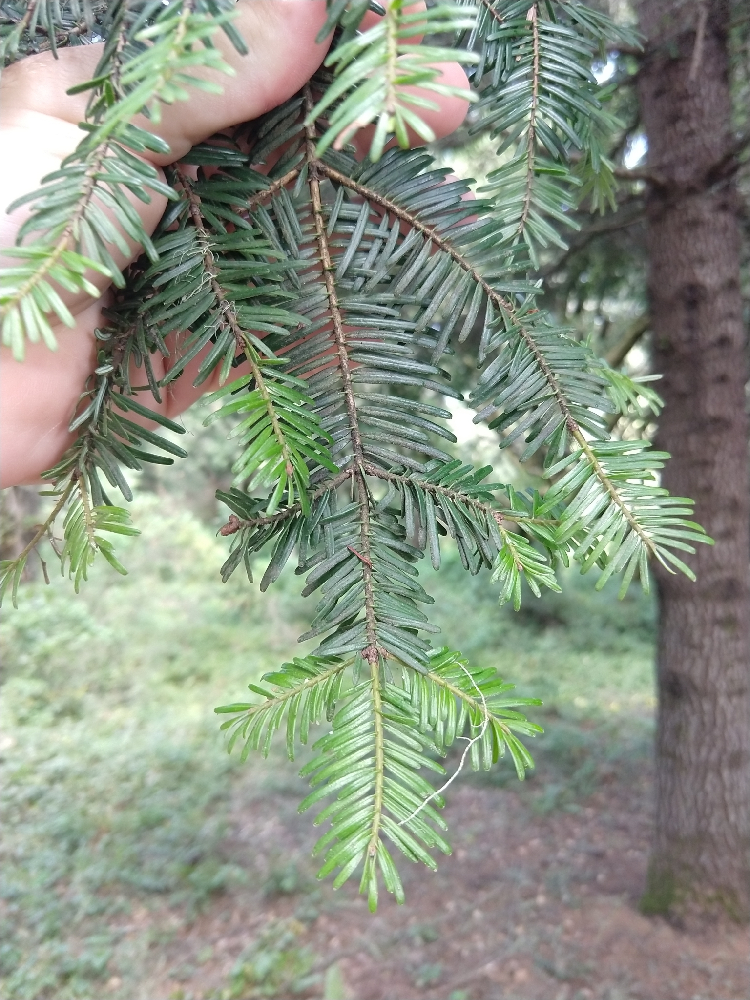 international backfill (iNaturalist): Abies