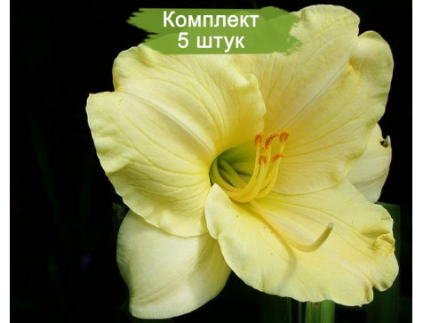 Лилейник гибридный Longfields Pearl