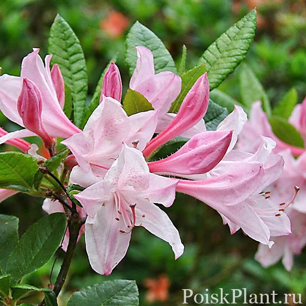 Азалия гибридная Pink Mimosa