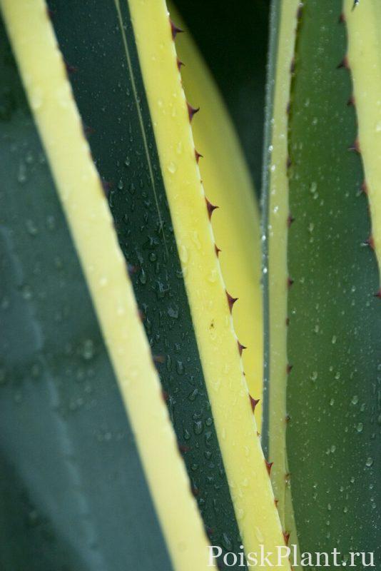 Агава американская Marginata