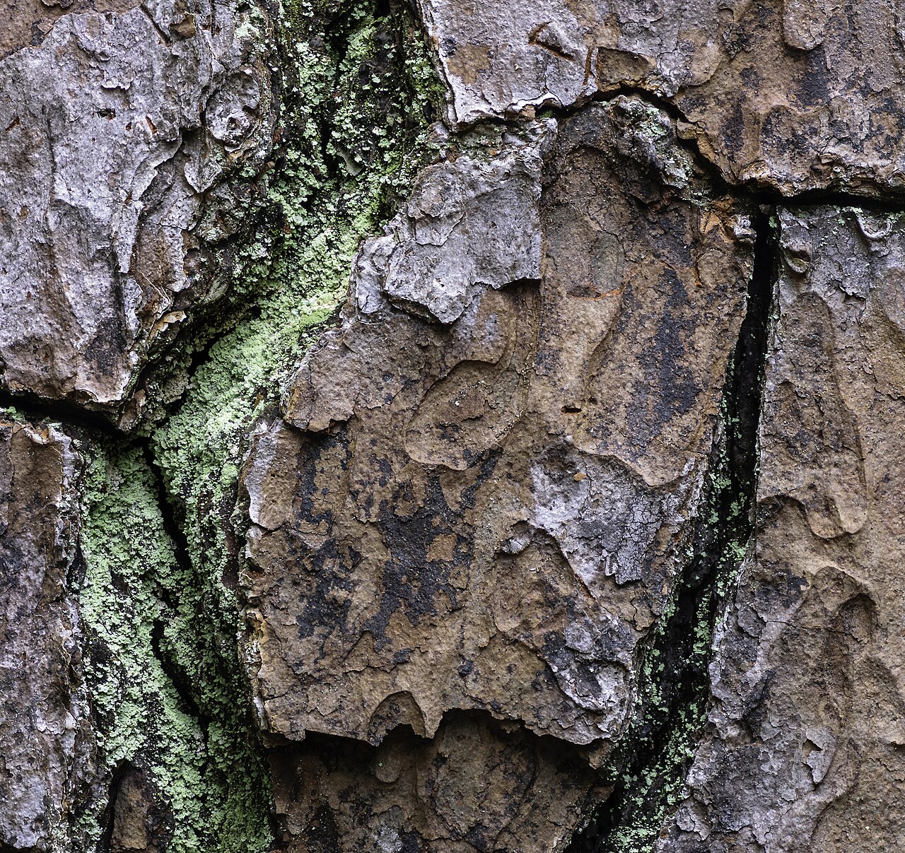 Сосна кедровая, сибирская (Pinus sibirica) 240-250