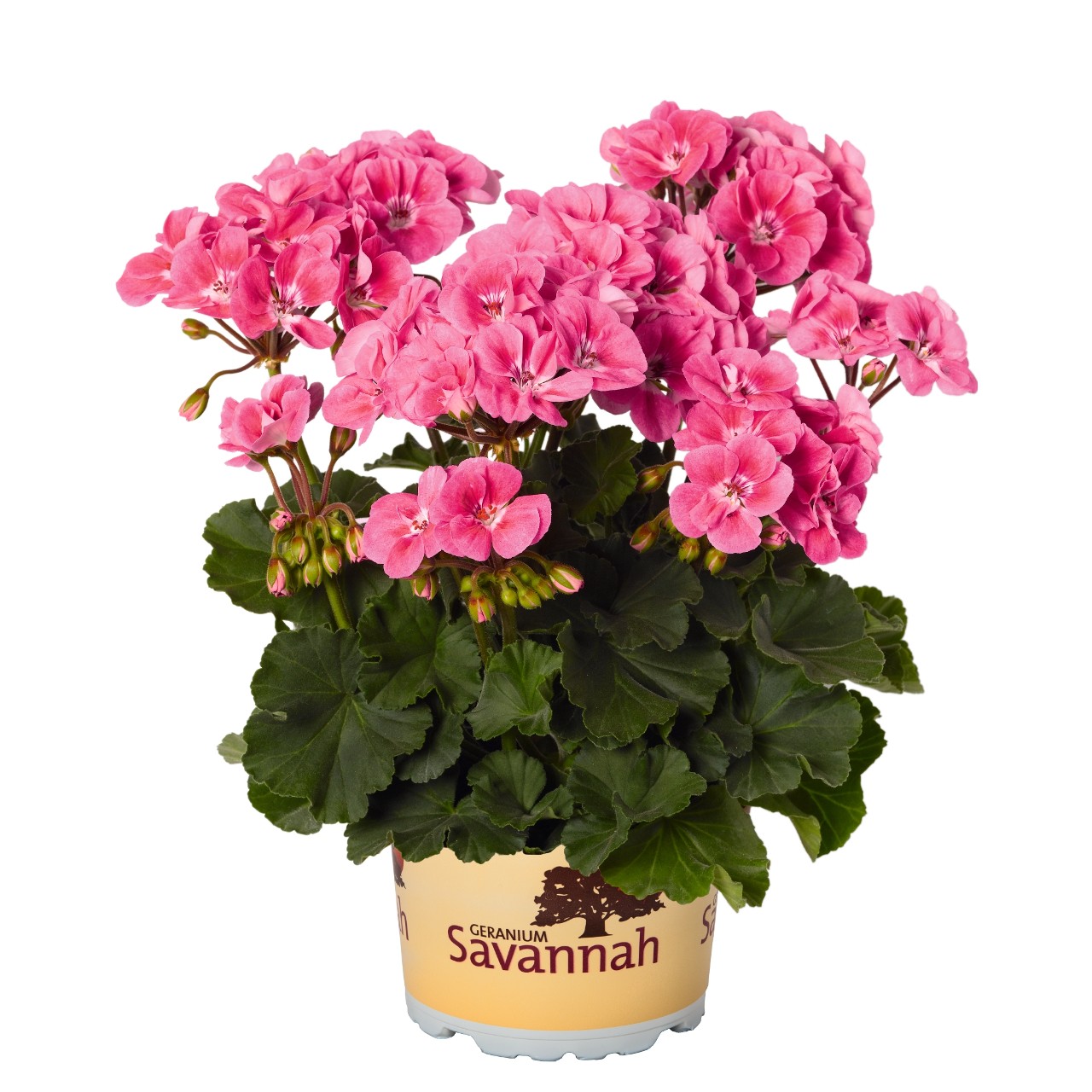 Пеларгония Savannah Pink Sizzle