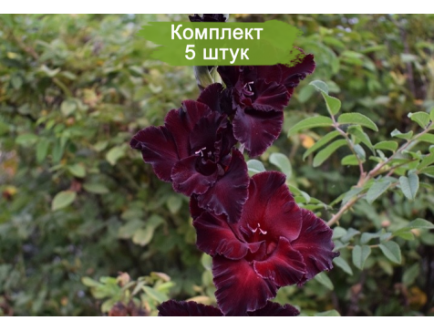 Гладиолус Черный Кардинал