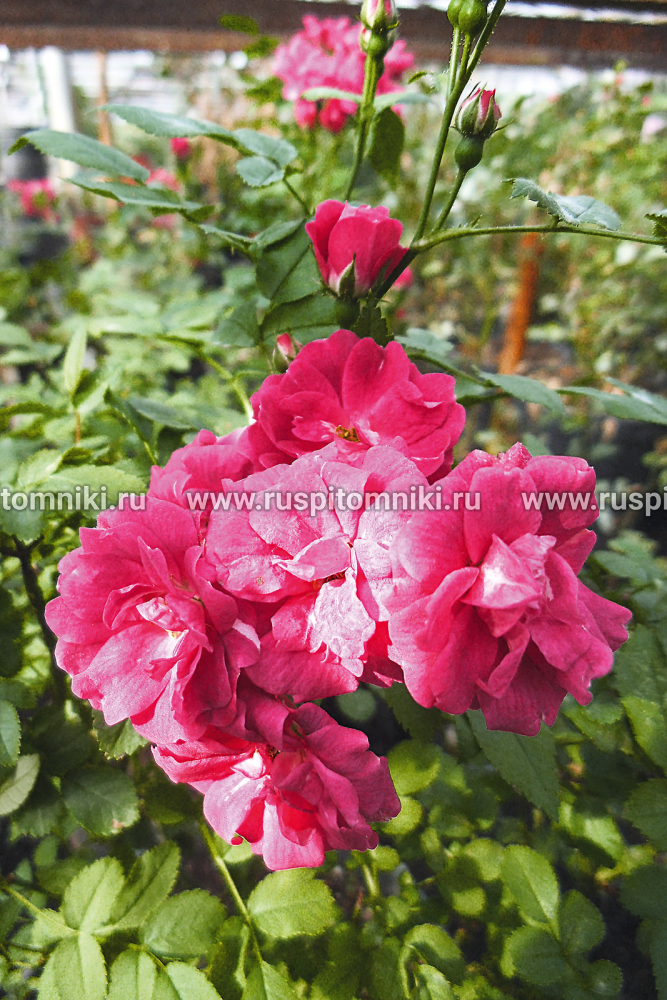 Полиантовые розы Mother’s Day’ = ‘Fete des Meres