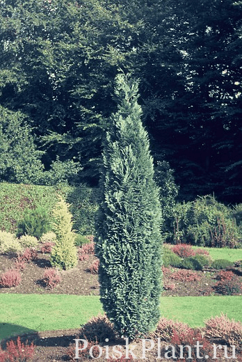 Кипарисовик Лавсона Grayswood Pillar