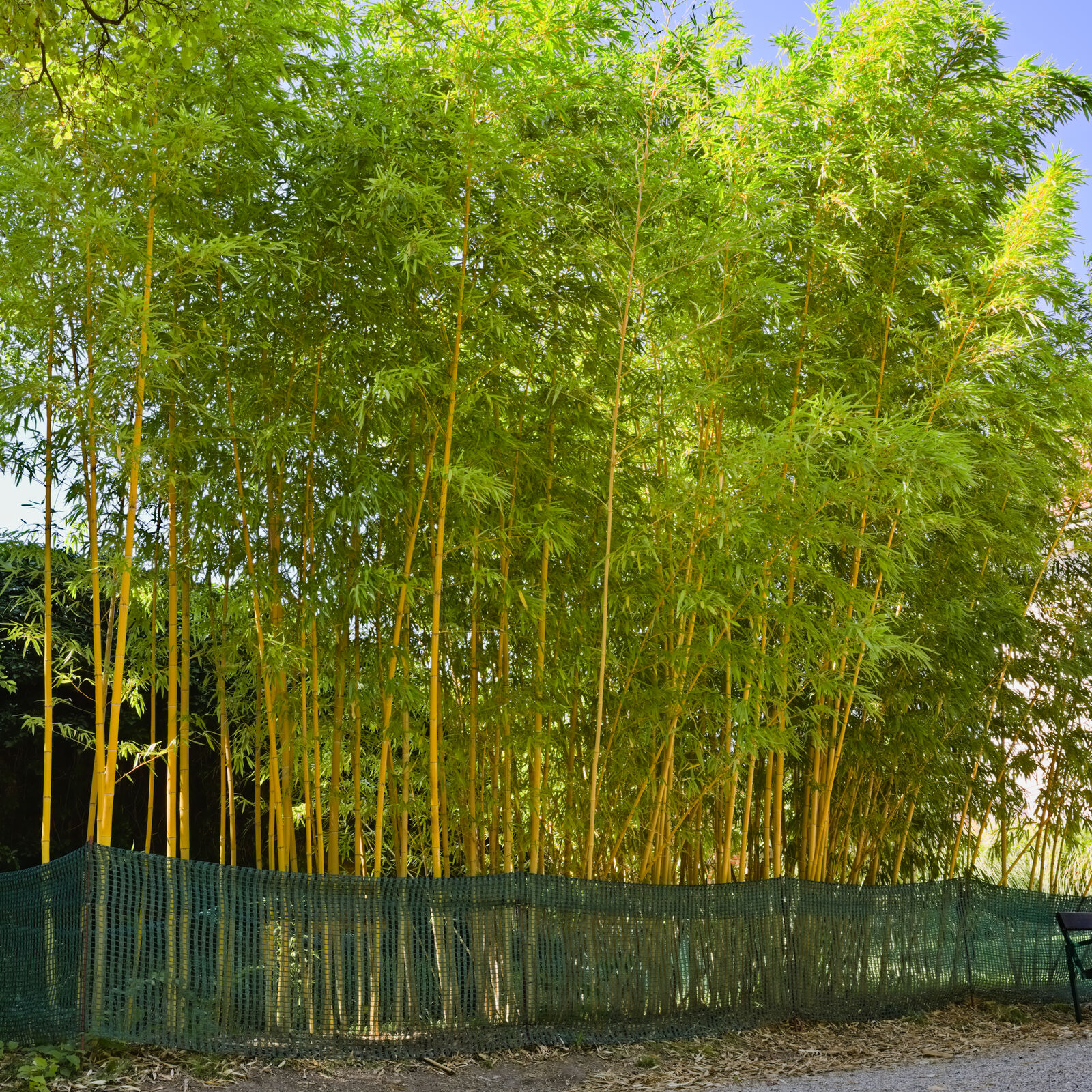 Филлостахис оживленный Aureocaulis