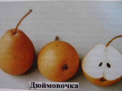 Груша Дюймовочка