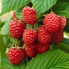 Малина ремонтантная (Rubus everbearing)