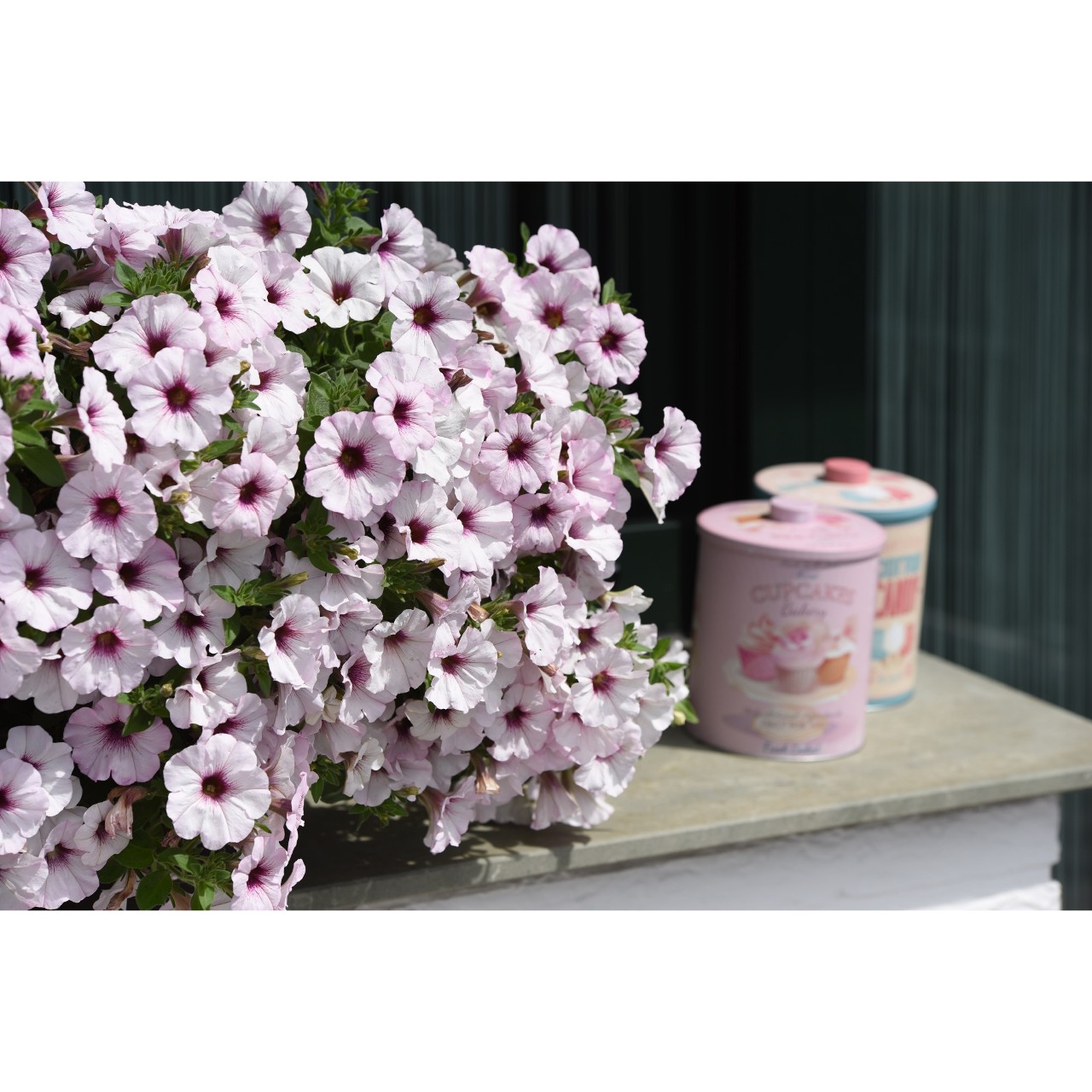 Петуния Sweetunia White Orchid