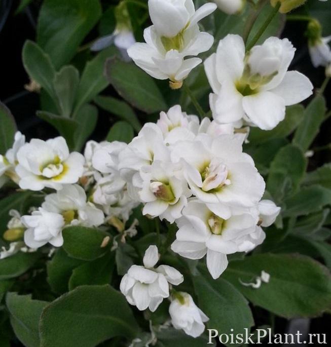 Арабис кавказский Flore Pleno