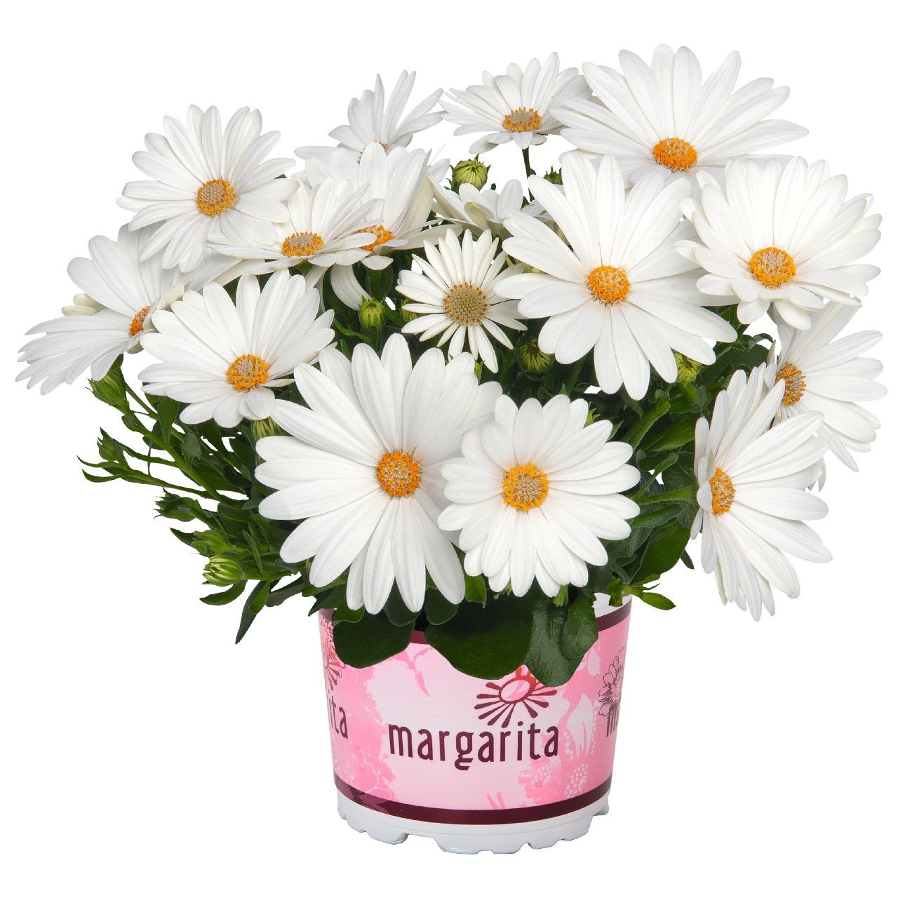 Остеоспермум Margarita Creme