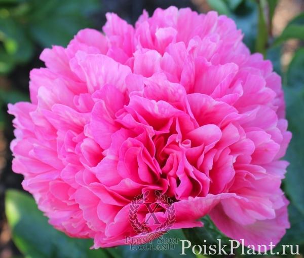 Пион травянистый Roger's Pink