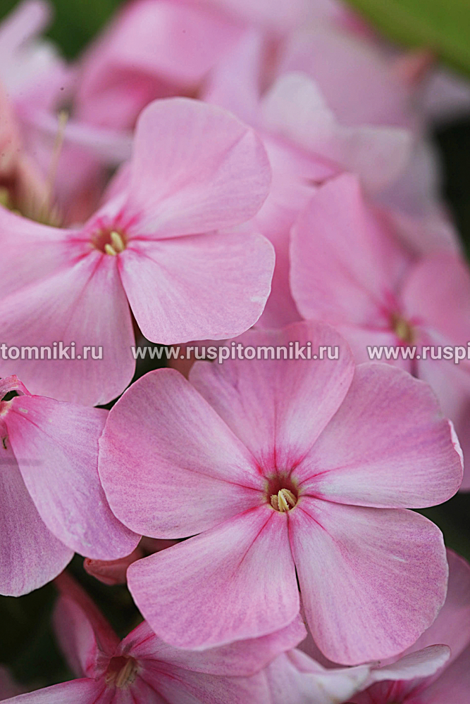Флокс метельчатый Владимир