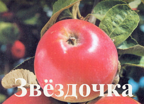 Яблоня Звёздочка