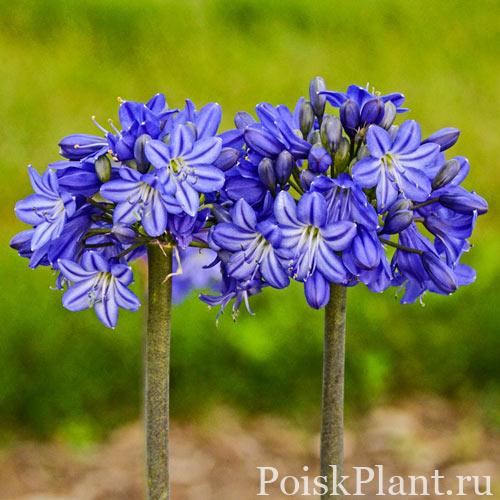 Агапантус африканский Galaxy Blue
