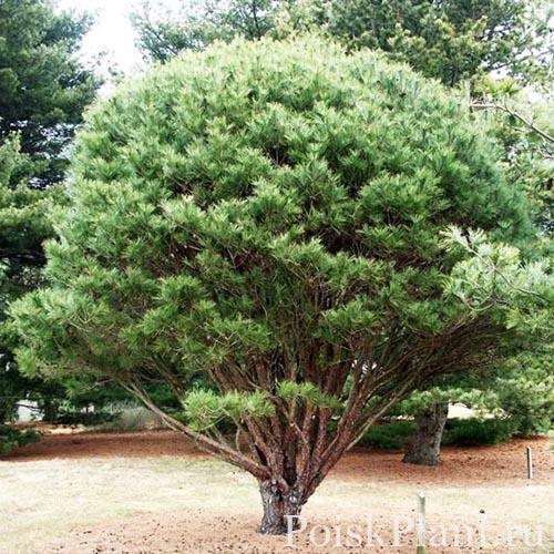 Сосна густоцветковая Umbraculifera