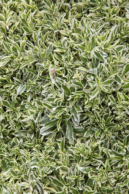 Арабис Фердинанда Кобургского Variegata