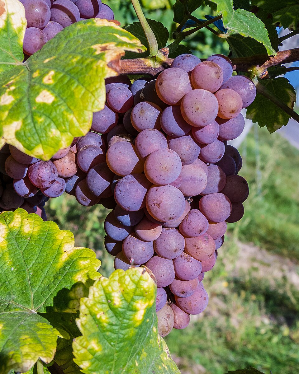 Виноград Gewurztraminer