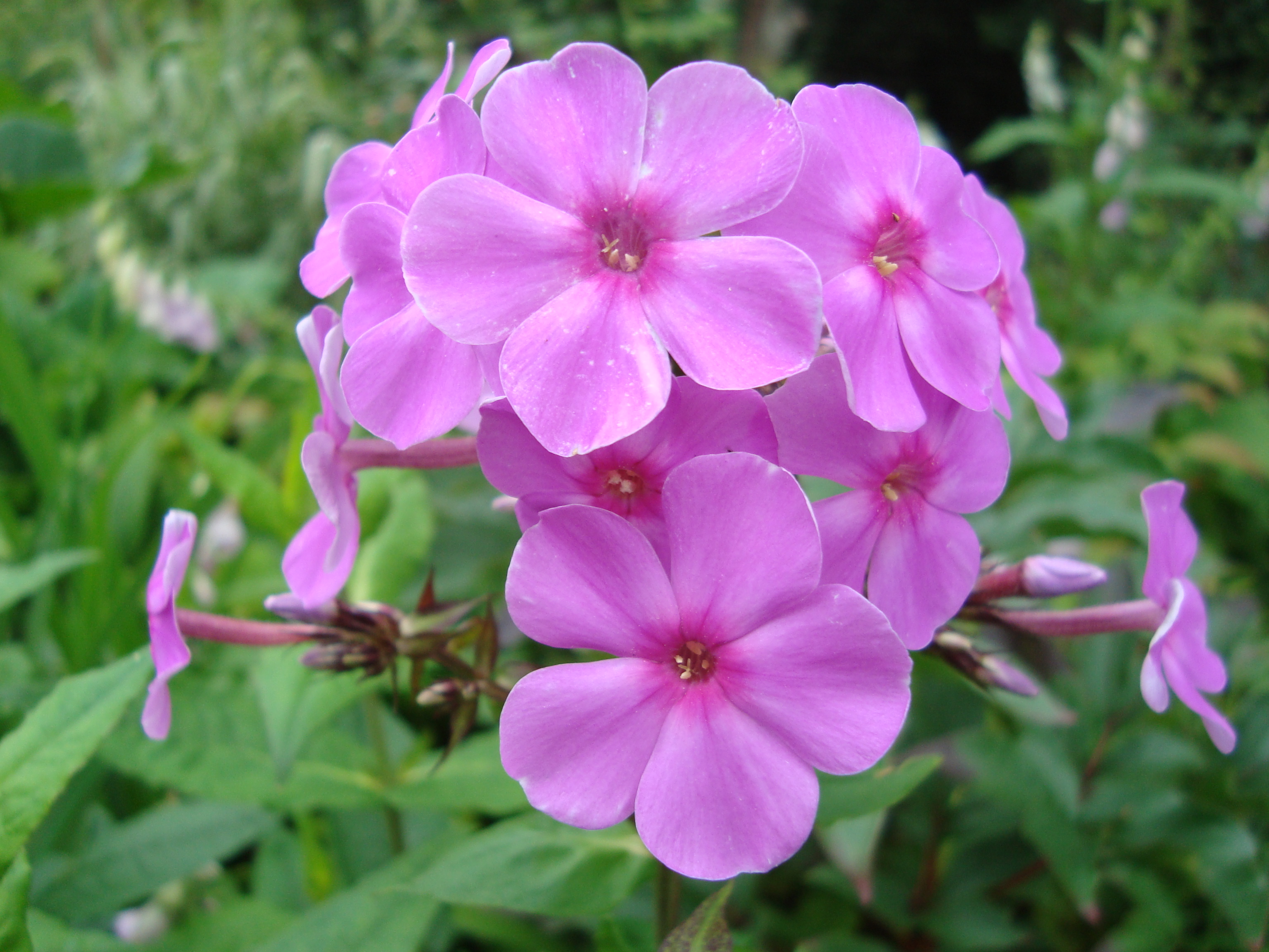 Флокс Арендса (Phlox arendsii Pink Attraction)