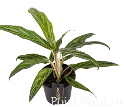 Аглаонема гибридная Sunray Green