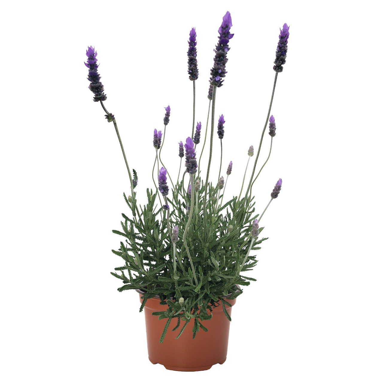 Лаванда dentata La Diva Imperial
