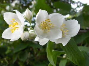 Чубушник 'Lemoinei' C4,5 60-80 CM / Philadelphus 'Lemoinei'