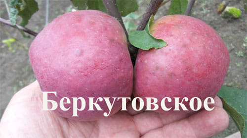 Яблоня "Беркутовское" Садоград 1летние саженцы