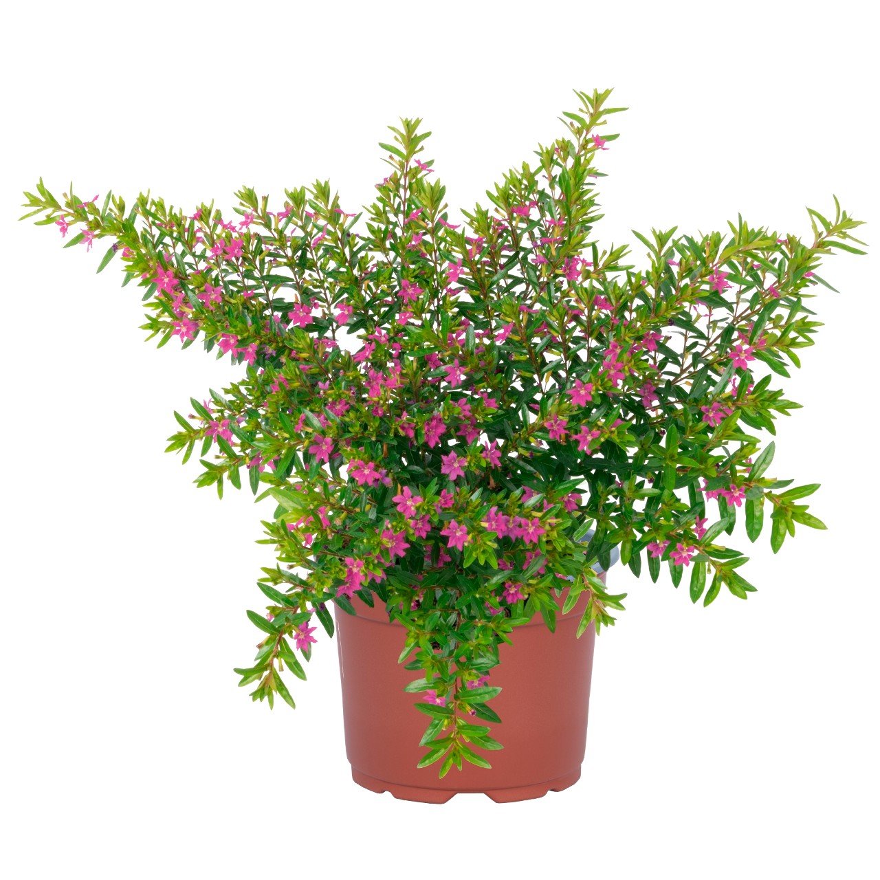 Куфея Cupheasy Lilac
