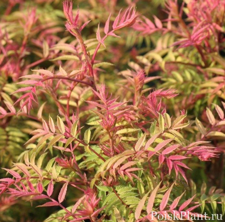 Рябинник рябинолистный Pink Hopi