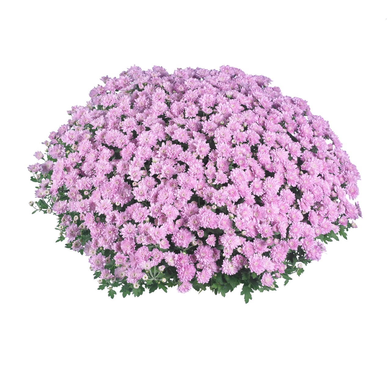 Хризантема Pride Pink