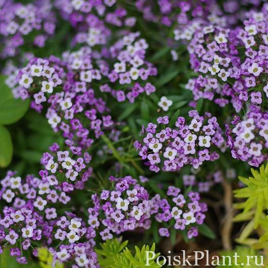 Алиссум морской Violet Queen