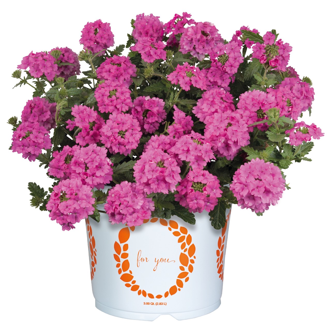 Вербена Empress Sun Pink