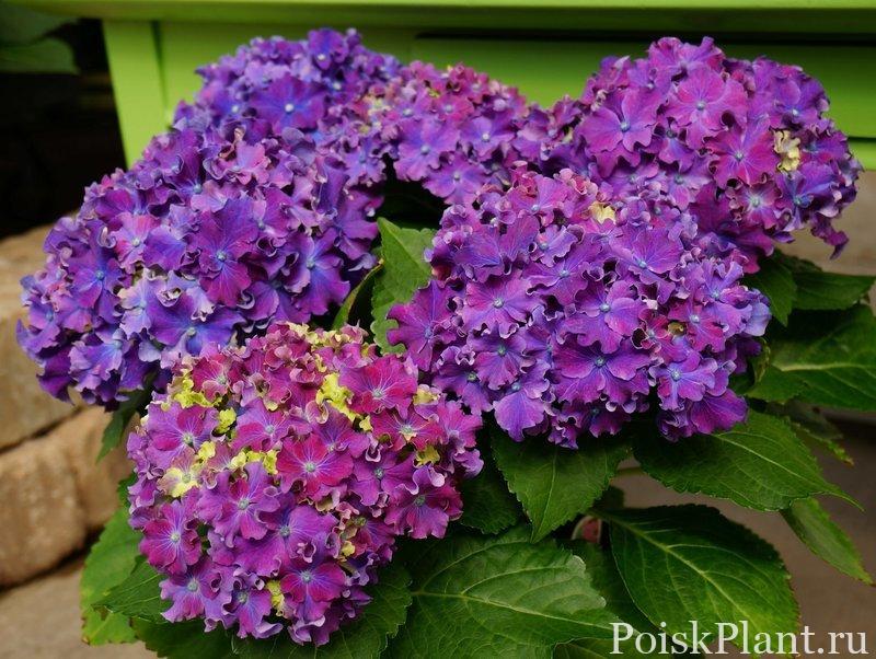 Гортензия крупнолистная Curly Sparkle purple