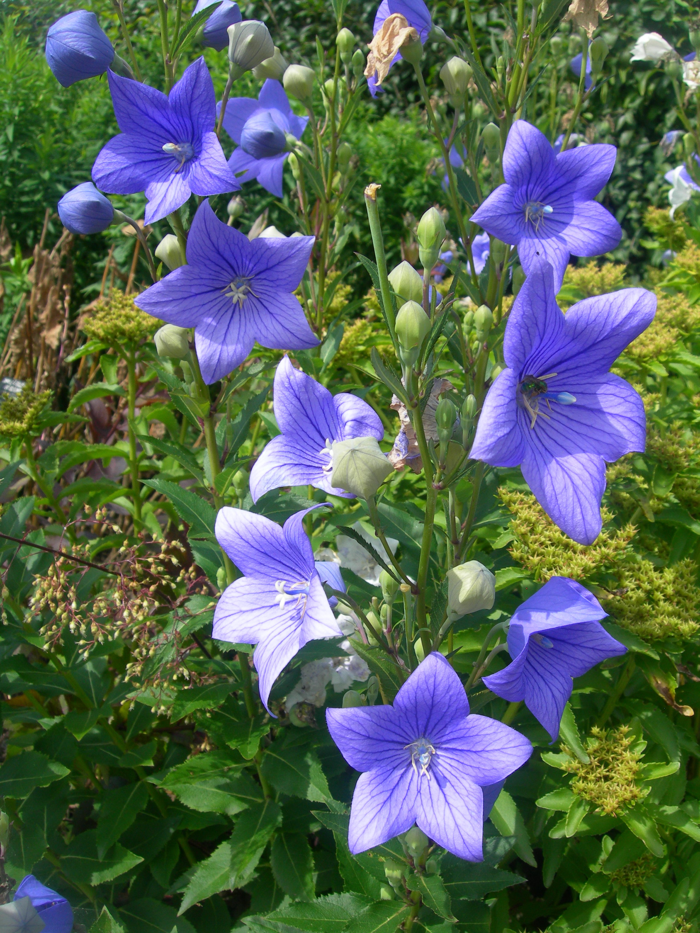 Ширококолокольчик крупноцветковый Mariesii blue