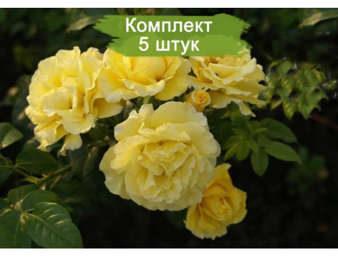 Роза Золотой Олимп (плетистая)