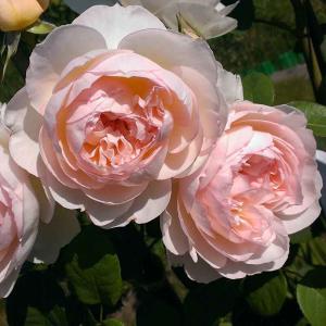 Роза "Gentle Hermione"
