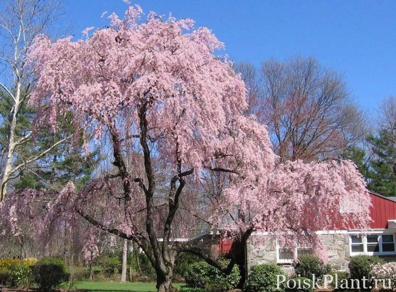 Вишня косматая Pendula Rubra