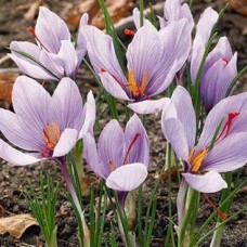 Крокус осенний осенний Crocus Sativus 10 шт/уп.