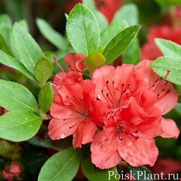 Рододендрон тупой Geisha Red (Kazuko)