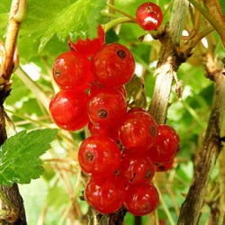 Смородина красная Сахарная