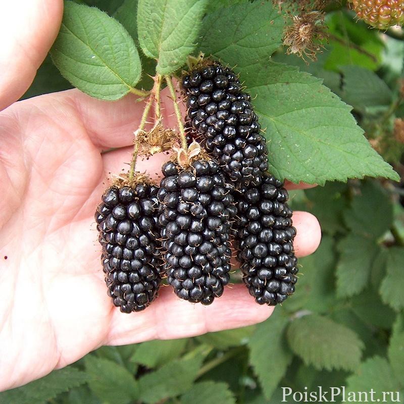 Ежевика кустистая Karaka Black