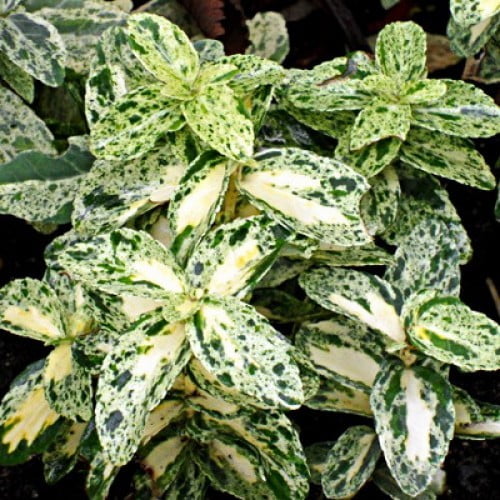 Бересклет форчуна Golden Harlequin