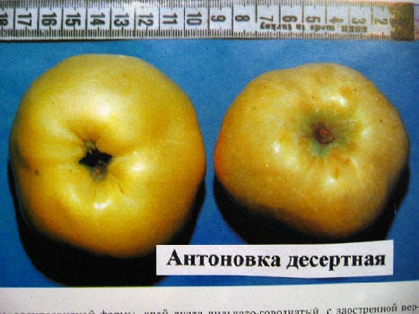 Яблоня "Антоновка десертная" Садоград 1летние саженцы