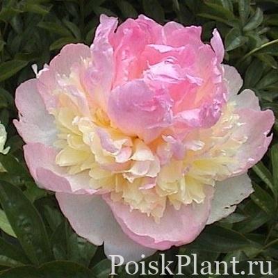Пион травянистый Raspberry Sundae
