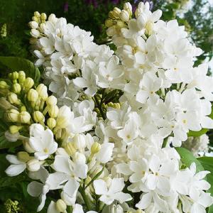 Сирень "Agidel"
