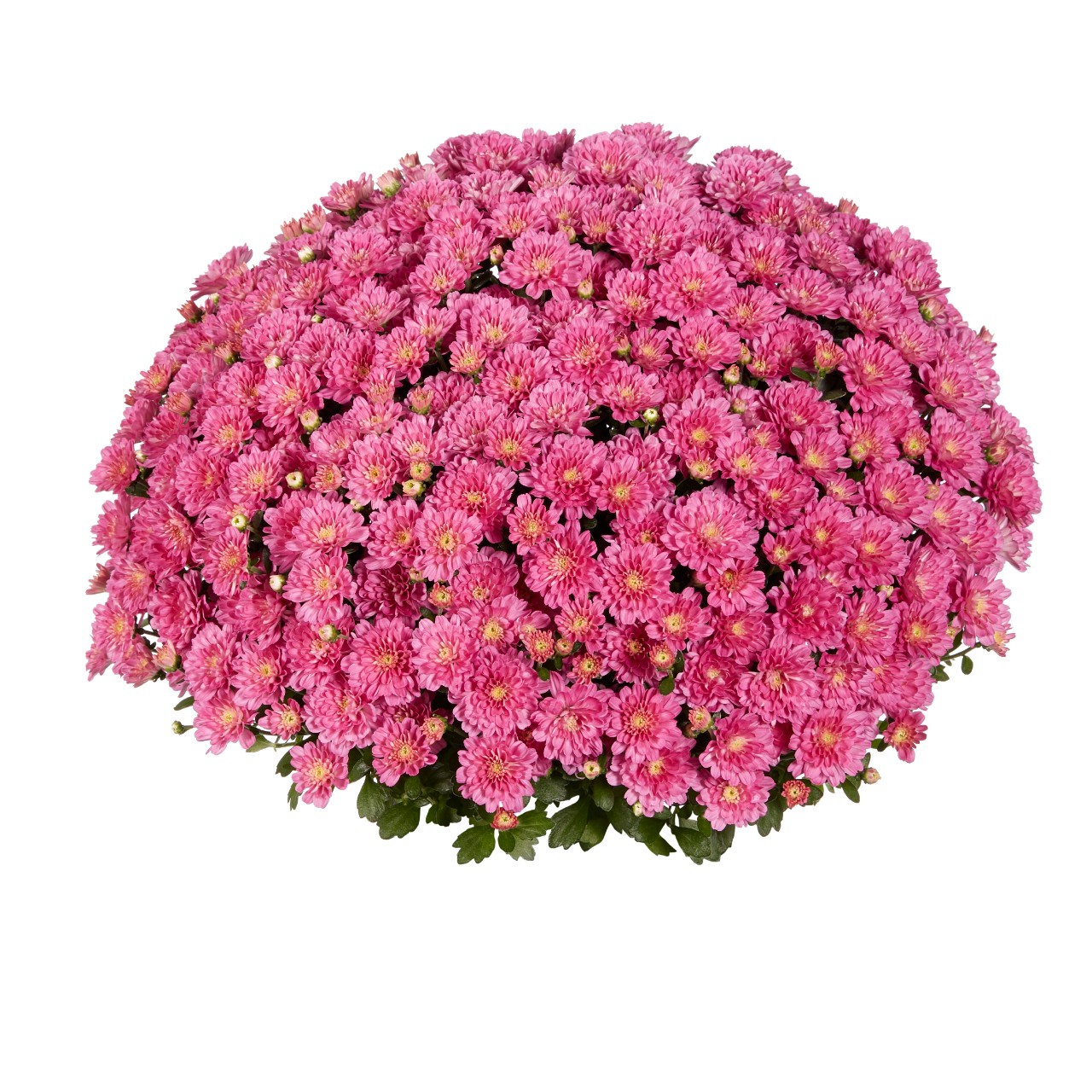 Хризантема Ditto Dark Pink